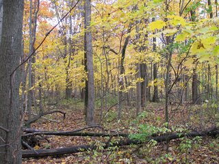 Property photo 16 - 97 +/- Acres Tillable Land Auction